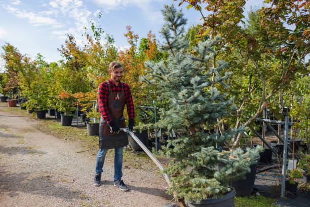 Best Fruit Tree Pruning  in Bonne Terre, MO